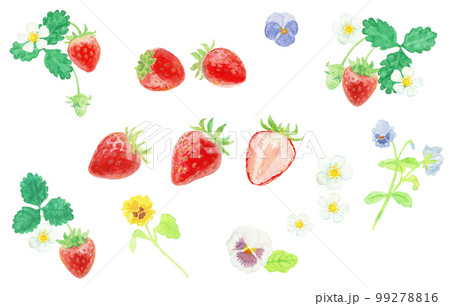 水彩絵の具で描いた春の花といちごパーツ 99278816