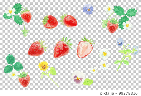 水彩絵の具で描いた春の花といちごパーツ 99278816
