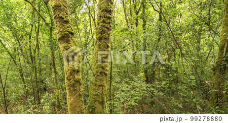 Fragas do Eume Natural Park, Pontedeume, Spain Fragas do Eume Natural Park, Pontedeume, Spain 99278880