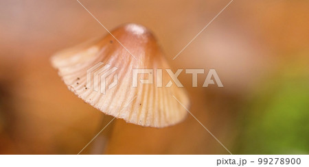 Mycena, Sierra de Guadarrama National Park, Spain 99278900