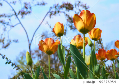 Orange yellow spring tulips and blue sky in the city park Orange yellow spring tulips and blue sky in the city park 99278934
