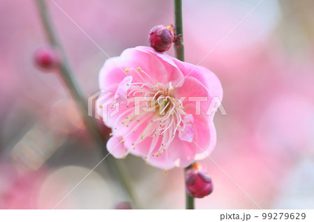 梅の花(鴛鴦)の写真素材 [99279629] - PIXTA 