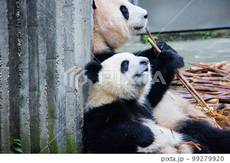 ジャイアントパンダ(中国-成都大熊猫繁育研究基地) 99279920