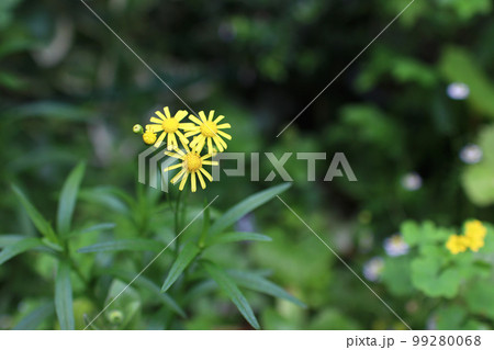 ひっそり咲いたナルトサワギク 99280068