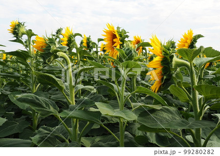 The Helianthus sunflower is a genus of plants in the Asteraceae family. Annual sunflower and tuberous sunflower. Agricultural field. Blooming bud with yellow petals. Furry leaves. Serbia skyline. 99280282