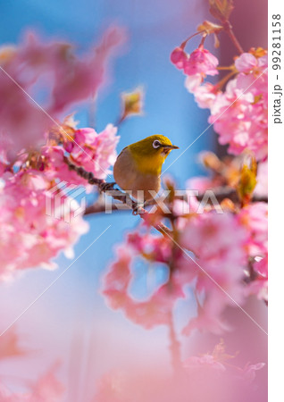 河津桜とメジロ 99281158