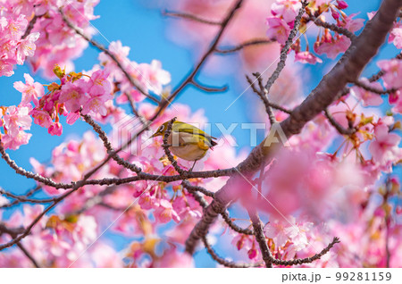 河津桜とメジロ 河津桜とメジロ 99281159