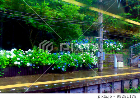 【神奈川】6月の箱根　箱根登山電車内から望む塔ノ沢駅のホーム脇の紫陽花 99281178