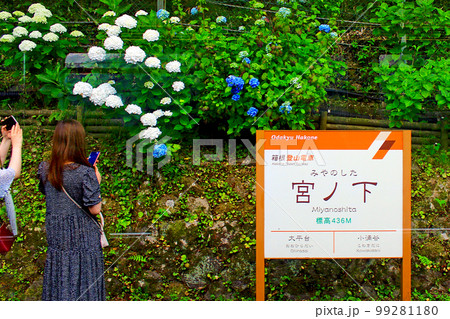 【神奈川】6月の箱根　箱根登山電車内から望む宮ノ下駅のホーム脇の紫陽花と女性 99281180