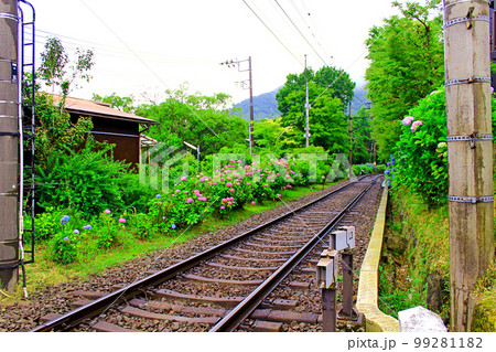 【神奈川】6月の箱根　箱根登山電車彫刻の森駅近くの線路沿いの紫陽花 99281182