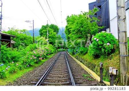 【神奈川】6月の箱根　箱根登山電車彫刻の森駅近くの線路と紫陽花 99281183