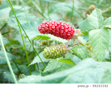Organic juicy fresh blackberries on a branch and blurred green leaves. Bush with beautiful ripening blackberry berries. 99281592