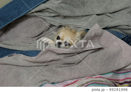洗濯物の中に潜り込む愛犬（チワワ） 99281996