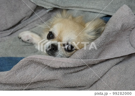 洗濯物の中に潜り込む愛犬（チワワ） 99282000