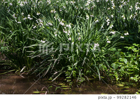 White Summer Snowflake flowers (Leucojum aestivum) in its natural habitat. An ingredient in a drug used to treat poliomyelitis. Selective focus. 99282146