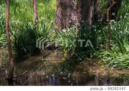 White Summer Snowflake flowers (Leucojum aestivum) in its natural habitat. An ingredient in a drug used to treat poliomyelitis. Selective focus. White Summer Snowflake flowers (Leucojum aestivum) in its natural habitat. An ingredient in a drug used to treat poliomyelitis. Selective focus. 99282147