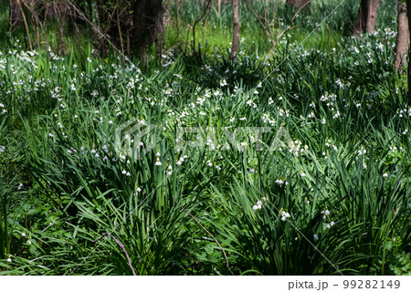 White Summer Snowflake flowers (Leucojum aestivum) in its natural habitat. An ingredient in a drug used to treat poliomyelitis. Selective focus. 99282149