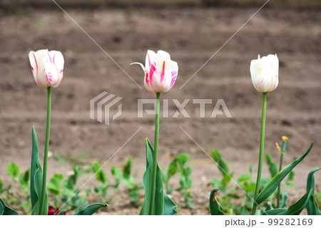 White and red Tulip - Blooming colorful tulips in a rural garden on blurred background. 99282169