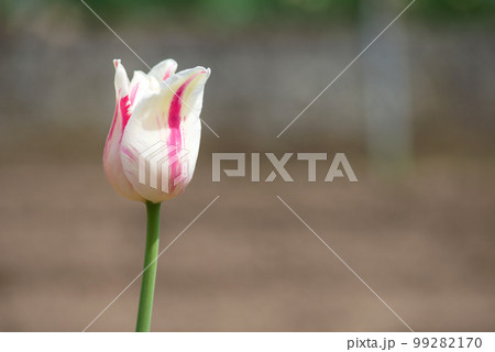 White and red Tulip - Blooming colorful tulips in a rural garden on blurred background. 99282170