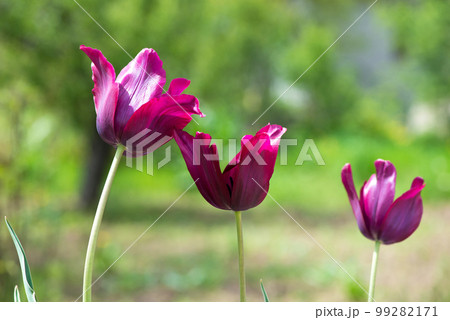 Tulip Merlot - Blooming purple tulips in a rural garden on blurred background. 99282171