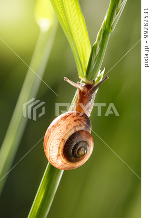 Snail on grass Snail on grass 99282531