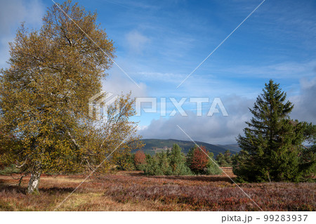 Heather close to Willingen, Landscape of Rothaar Mountains, Sauerland, Germany 99283937