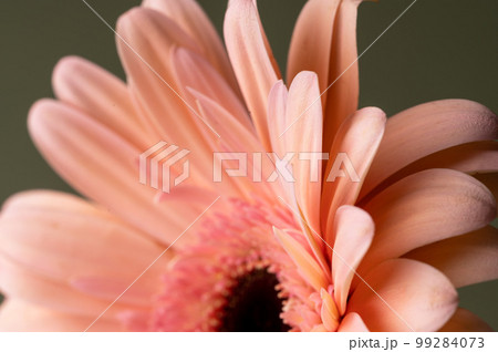Macro photo of a gerbera petals, fresh flower. Abstract floral background Macro photo of a gerbera petals, fresh flower. Abstract floral background 99284073