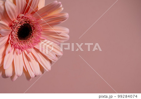 Gerbera closeup over pink background. Feminine greeting card Gerbera closeup over pink background. Feminine greeting card 99284074