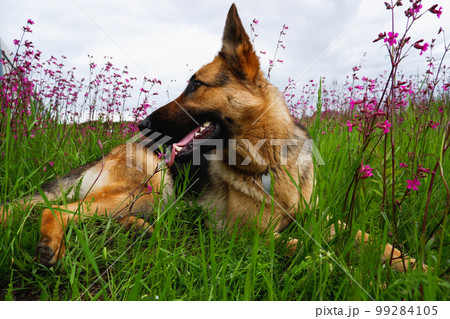 German Shepherd for a walk on a green, summer field among blooming lupines 99284105