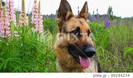 German Shepherd for a walk on a green, summer field among blooming lupines German Shepherd for a walk on a green, summer field among blooming lupines 99284234