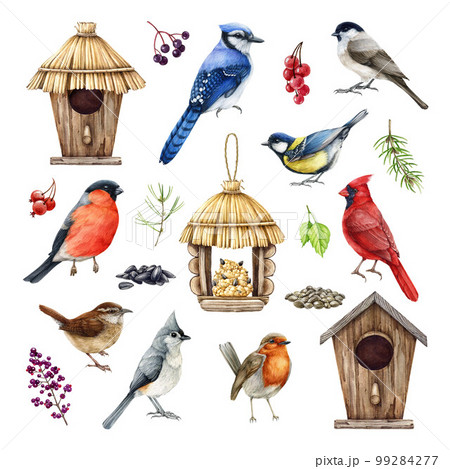 Backyard birds, birdhouse, feeder, natural elements illustration set. Hand drawn common garden birds. Realistic detailed blue jay, red cardinal, wren, bullfinch, chickadee, berries and seeds set 99284277