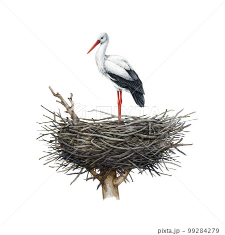 Stork bird standing in the nest. Watercolor illustration. Hand drawn realistic detailed white stork in the nest. Nesting bird illustration. Wildlife nature scene. White background 99284279