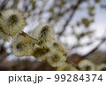 Pussy willow branches background, close-up. Willow twigs with catkins. Spring easter pussy willow branches. 99284374