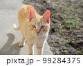 The ginger cat is basking in the rays of the first spring sun. 99284375
