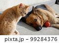 Friendship of a ginger cat and a German shepherd. The animals are enjoying the rays of the spring sun. 99284376