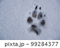 Paw footprint of an adult German Shepherd dog in fresh, white snow. 99284377