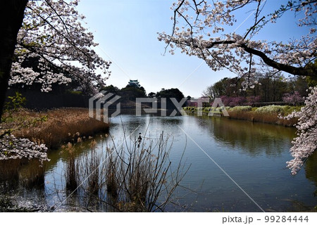名古屋城の内堀です。ソメイヨシノの向こうに天守閣を望めます。 99284444