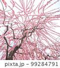 梅 99284791
