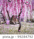 梅 99284792