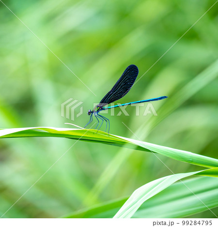 ハグロトンボ 99284795