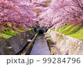 桜 99284796
