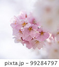 桜 99284797