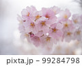 桜 99284798