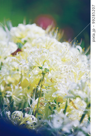 儚げな白い彼岸花　白花曼珠沙華　オールドレンズ 99285207