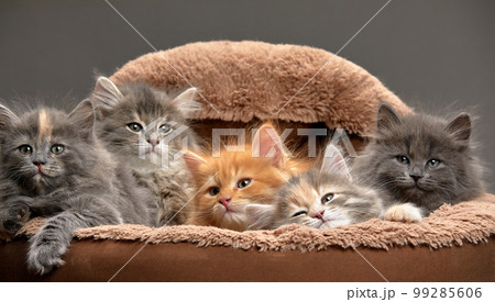 Little kittens are sitting in a cat bed, little kittens are playing in a cat bed, on a gray background. Multicolored kittens close-up on an ottoman for cats, close-up Little kittens are sitting in a cat bed, little kittens are playing in a cat bed, on a gray background. Multicolored kittens close-up on an ottoman for cats, close-up 99285606