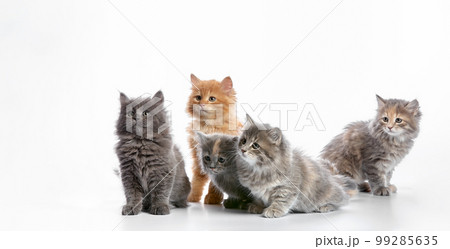 group portrait cute 5 week old kittens looking in different directions isolated on white background 99285635