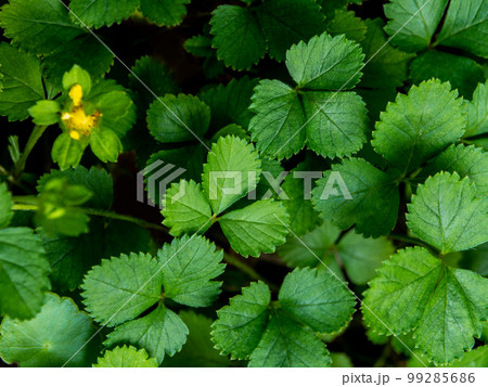 The Mock Strawberry plant for ground cover in the garden 99285686