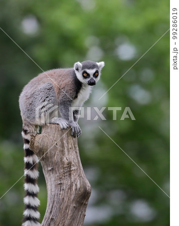 木に登ったワオキツネザル 99286019