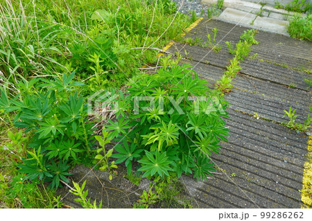 ノボリフジ 99286262