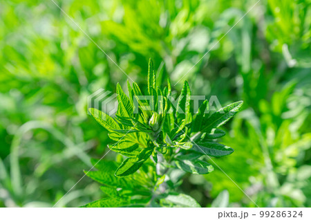 鮮やかな蓬の葉 鮮やかな蓬の葉 99286324